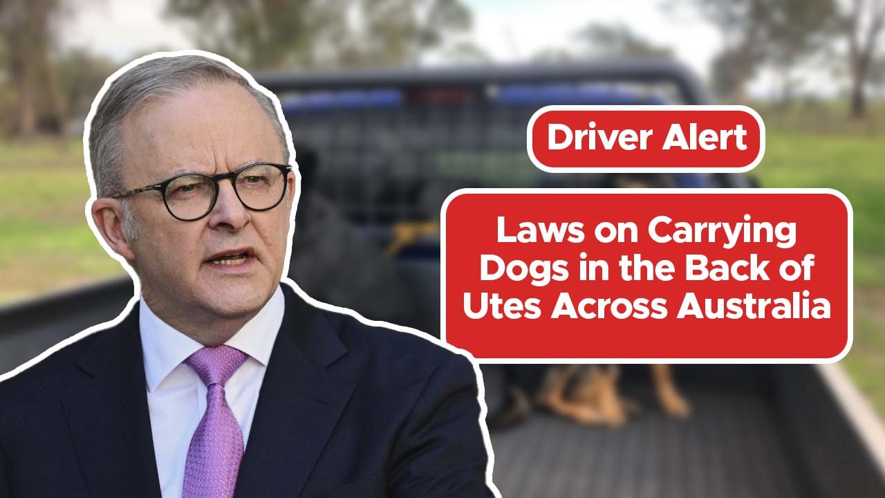 Driver Alert: Laws on Carrying Dogs in the Back of Utes Across Australia