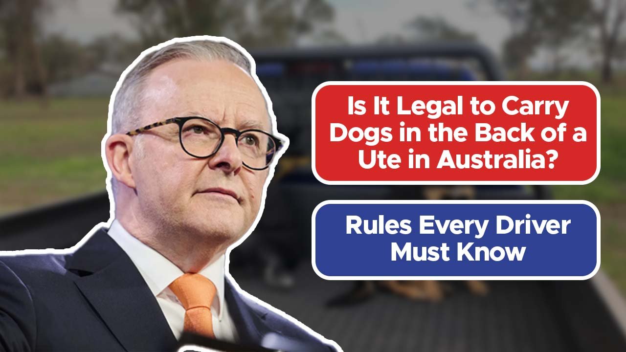 Is It Legal to Carry Dogs in the Back of a Ute in Australia? Rules Every Driver Must Know